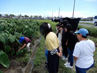 畑を見学する学生