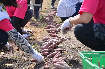 芋掘りの様子