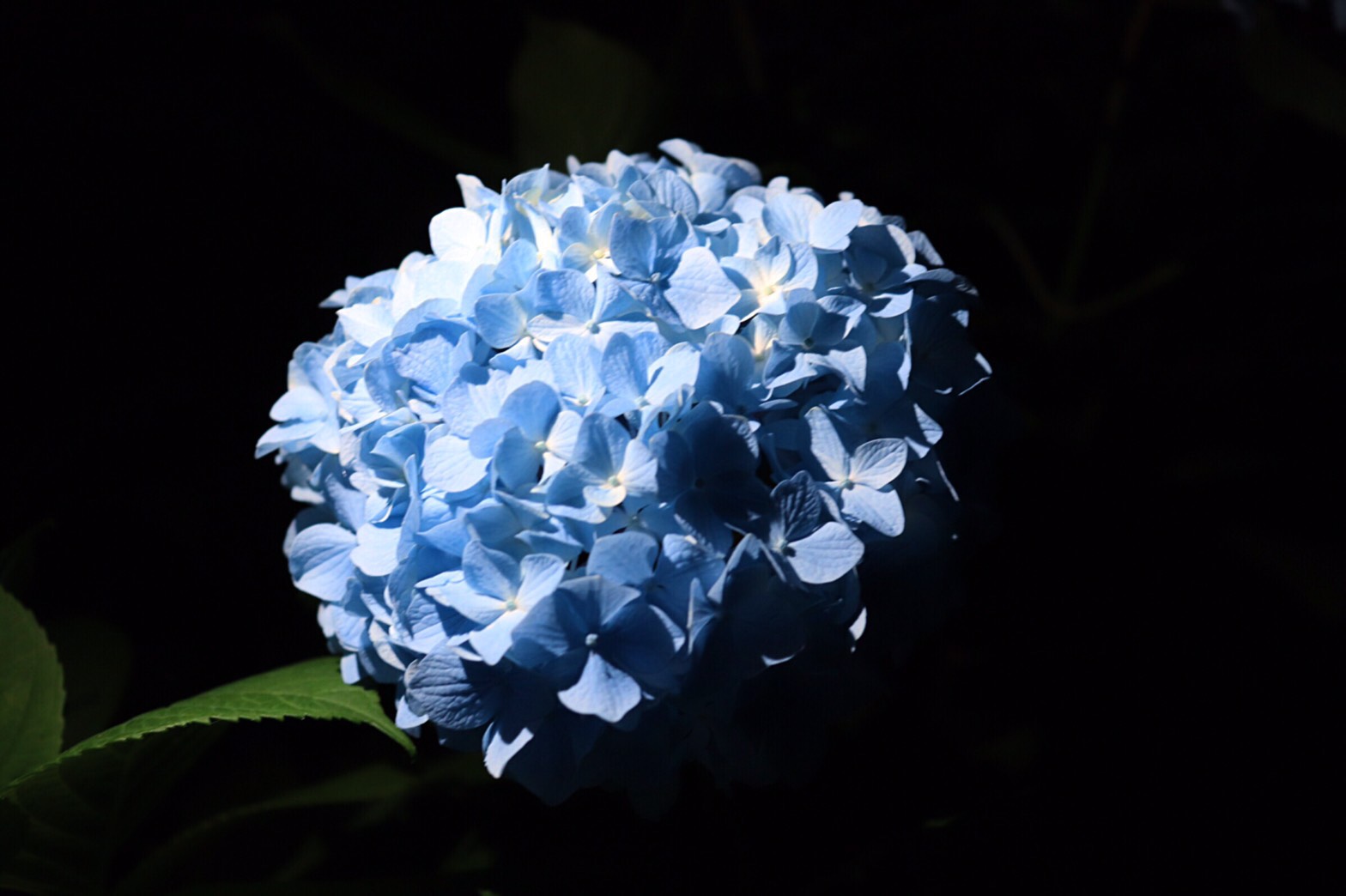 S__23330827.jpg
