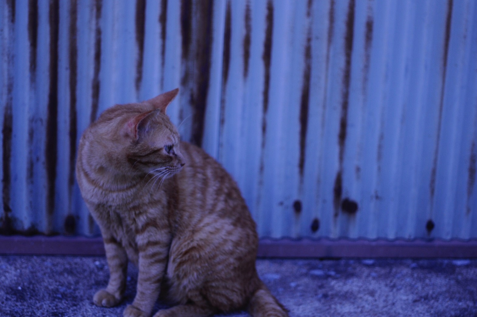 S__23330830.jpg