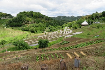 棚田の写真