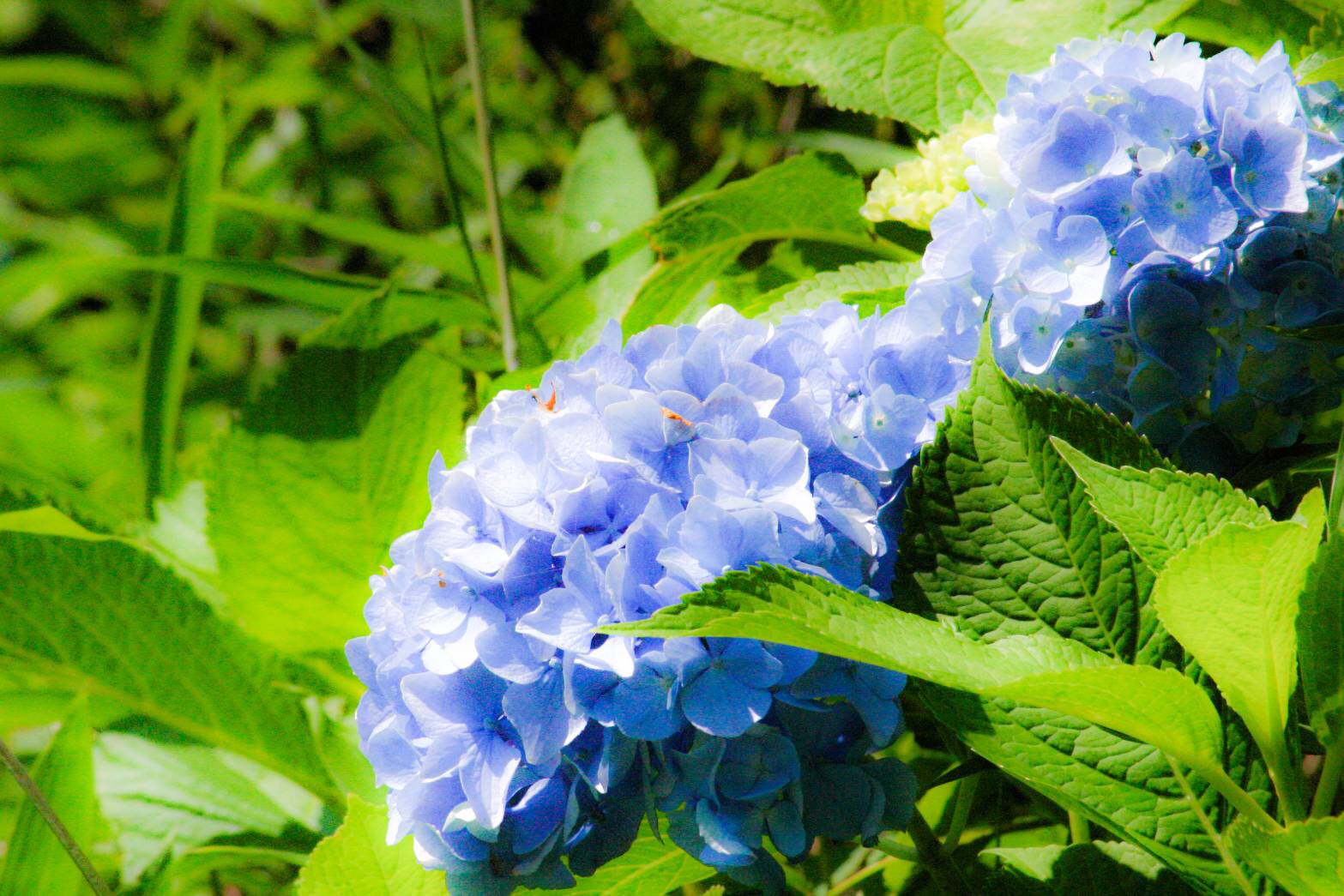 S__23330831.jpg