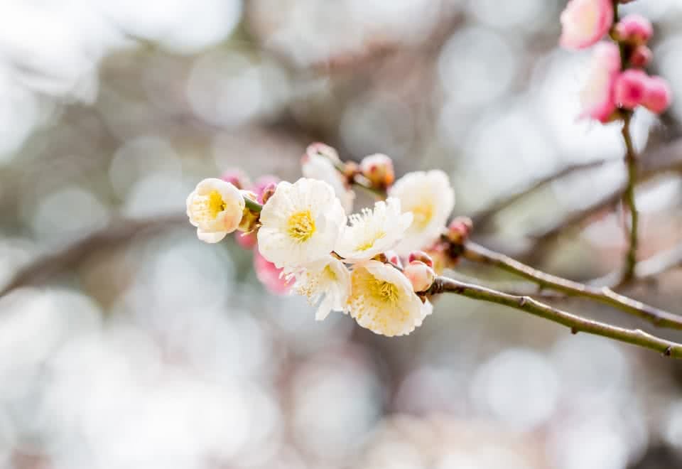 写真：枝に咲く白梅の花