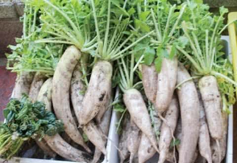 写真：無料野菜スタンドに並んだたくさんの大根