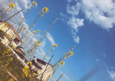 花と空の写真