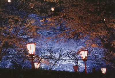 夜桜の写真
