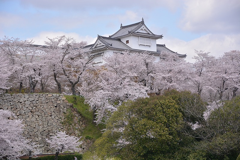 写真：満開の桜の中にある津山城