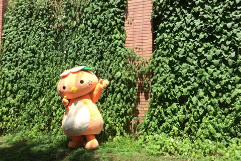 グリーンカーテン