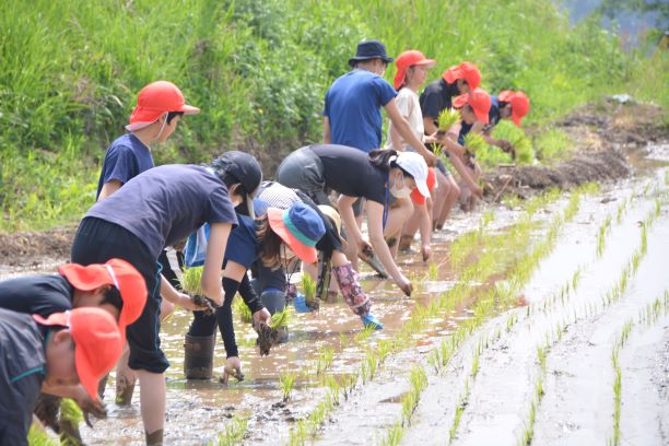 写真：田植えをする様子