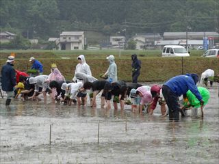 田植えの写真