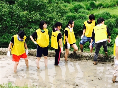 棚田再生プロジェクトの写真